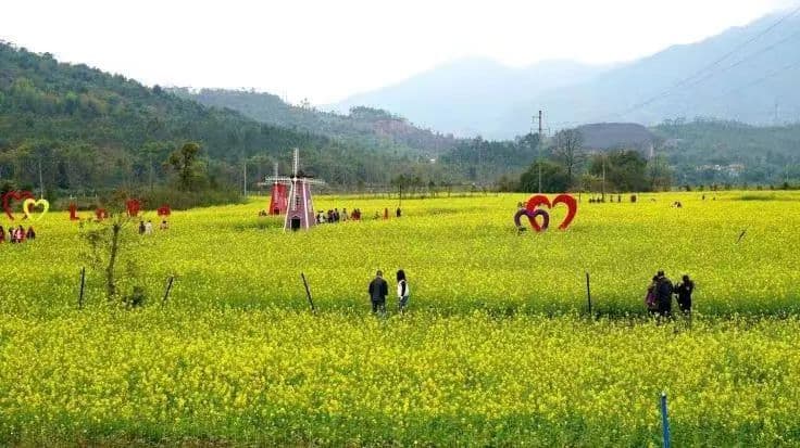 韶关曲江区万亩油菜花丰收，农业创新助力增产增收​ ​ ​ ​