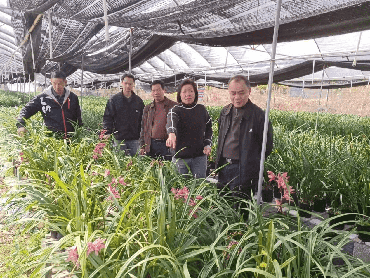 曲江区多部门调研兰花特色产业 共商乡村振兴发展大计