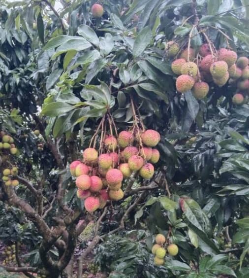 千年荔乡焕新颜：郁南以"荔枝+"破题百千万工程 绘就产业融合新图景